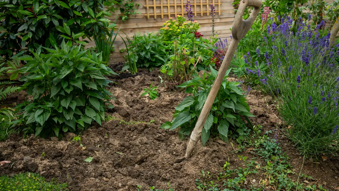 Frisch bepflanztes Staudenbeet mit dunkler Erde, Spaten und blühendem Lavendel