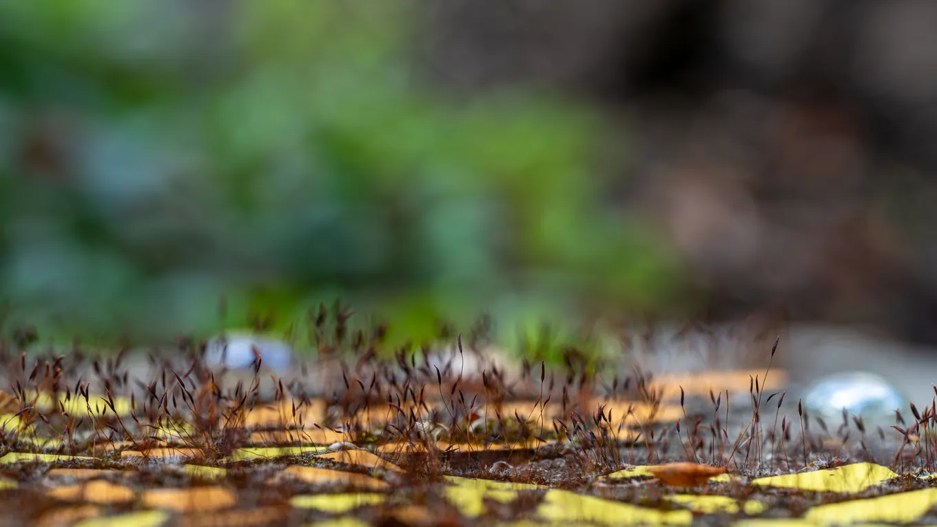 Nahaufnahme von Moos mit feinen Sporenkapseln zwischen Grashalmen